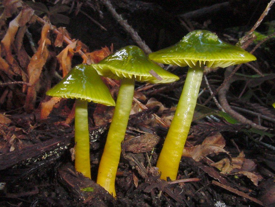 Hygrocybe psittacina