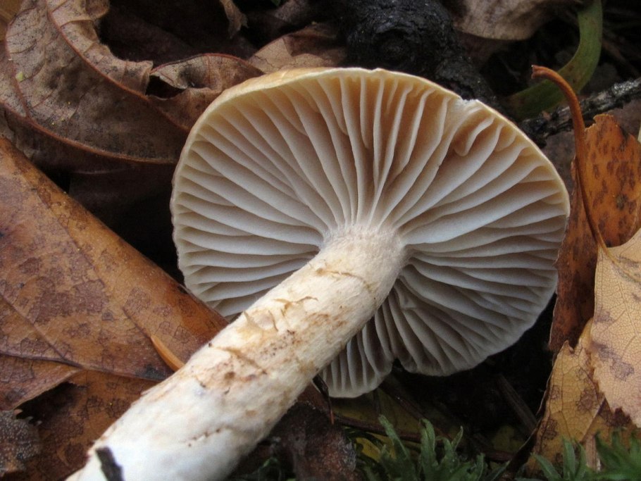 Гигрофор скрывающийся Журавушка