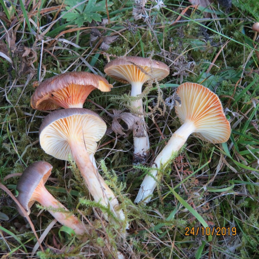 Гигрофор луговой