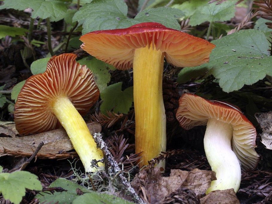 Гигрофор Карстена