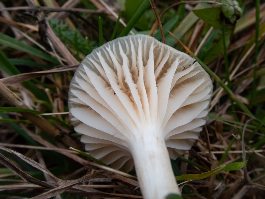 Гриб гигрофор Луговой