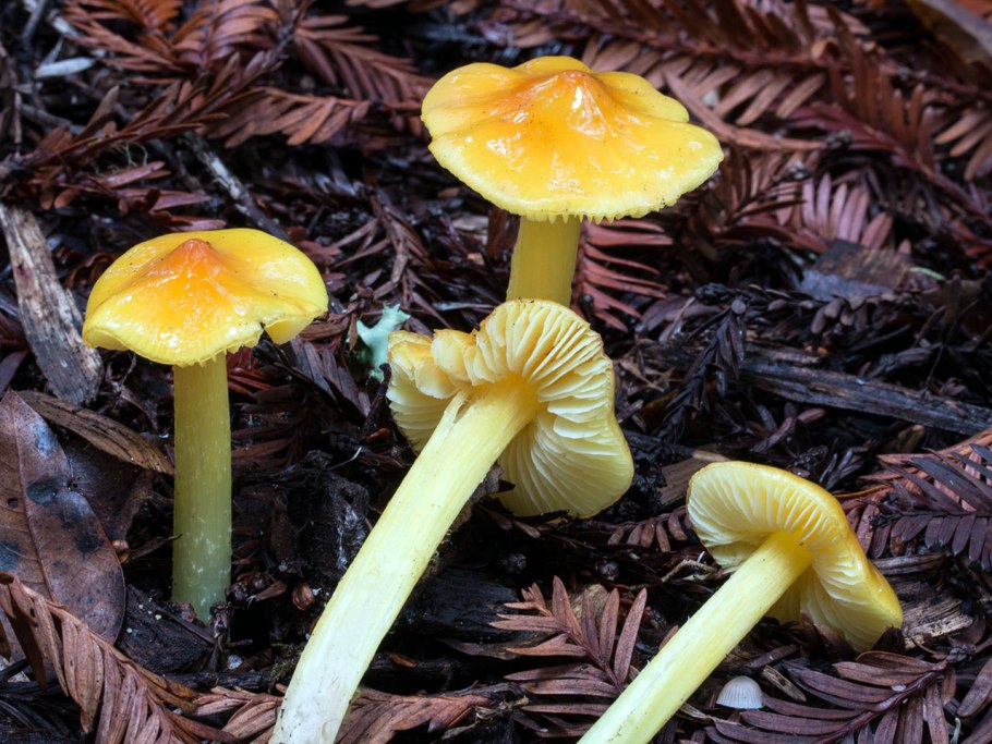 Гигроцибе синеющая