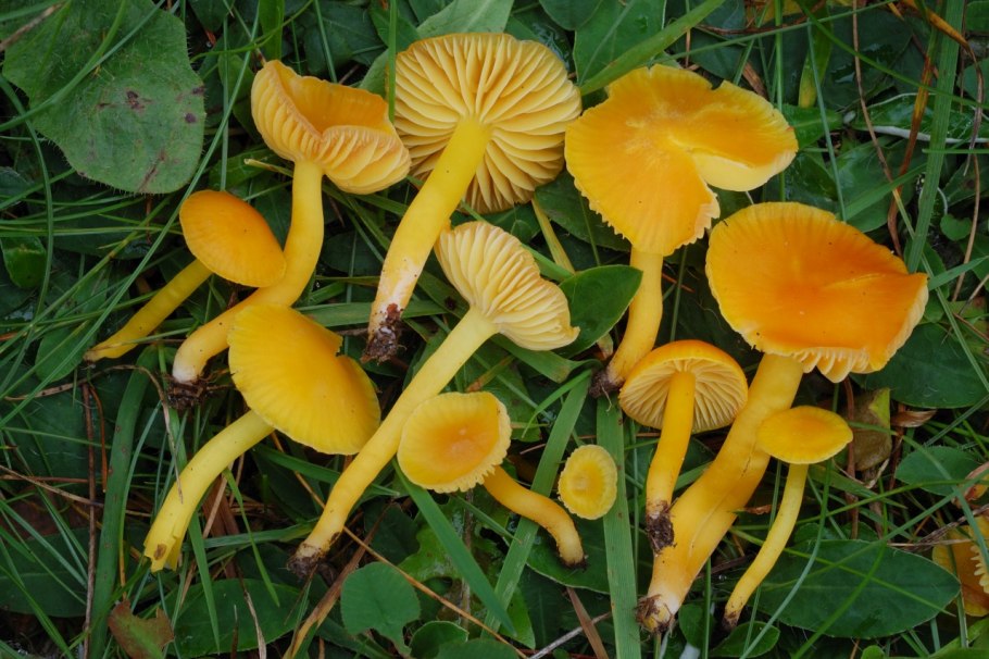 Гигроцибе пёстрая