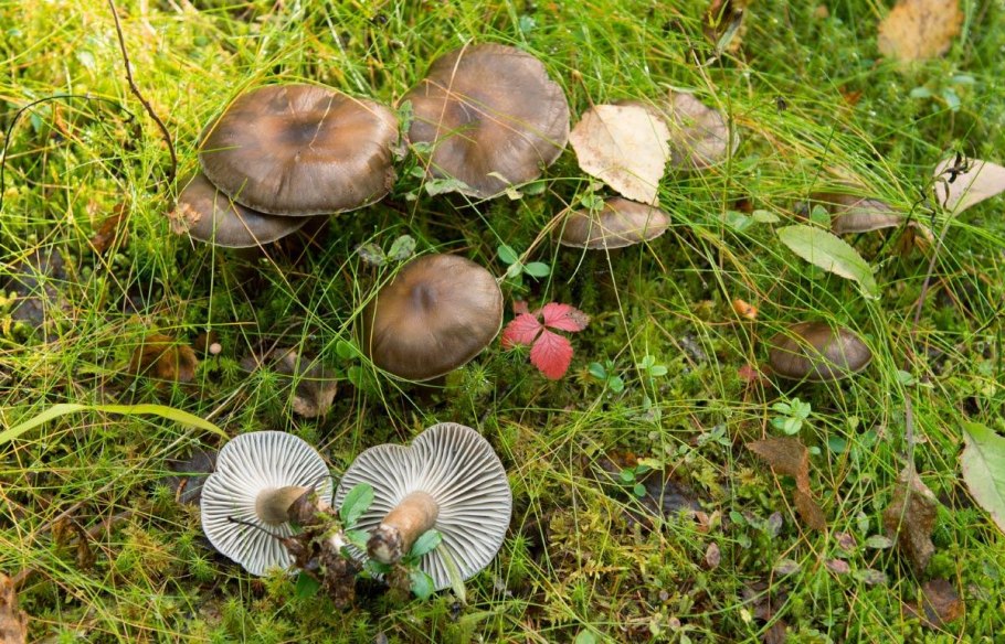 Строфария корончатая