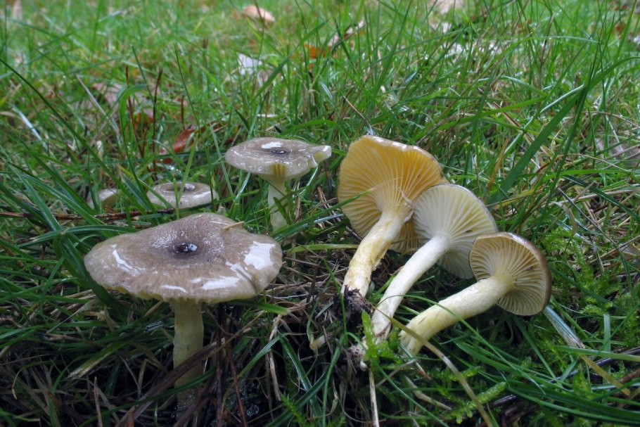 Cuphophyllus Fornicatus