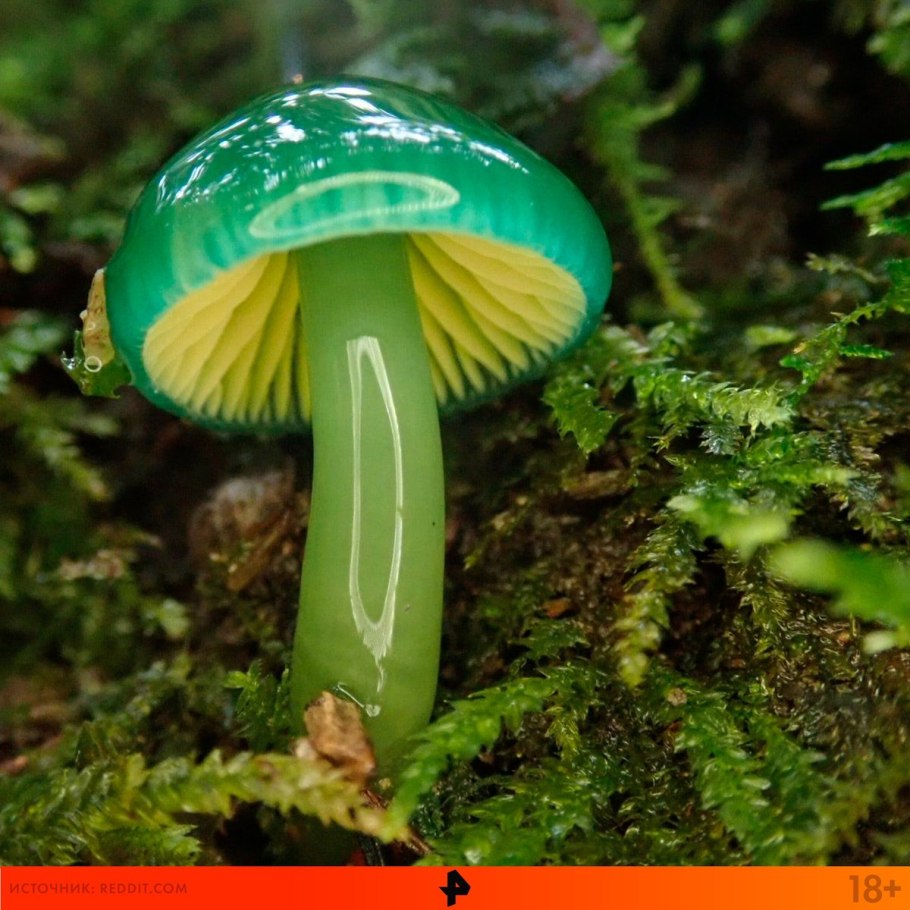 Гигроцибе пёстрая гриб