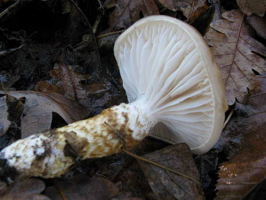 Гигрофор персона ядовитая