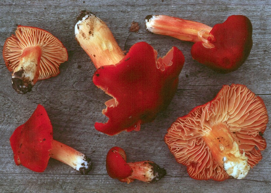 Hygrocybe psittacina