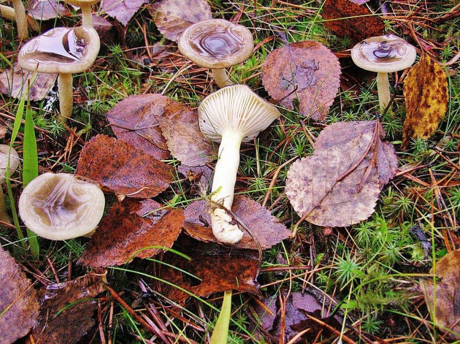 Гриб треугольной формы