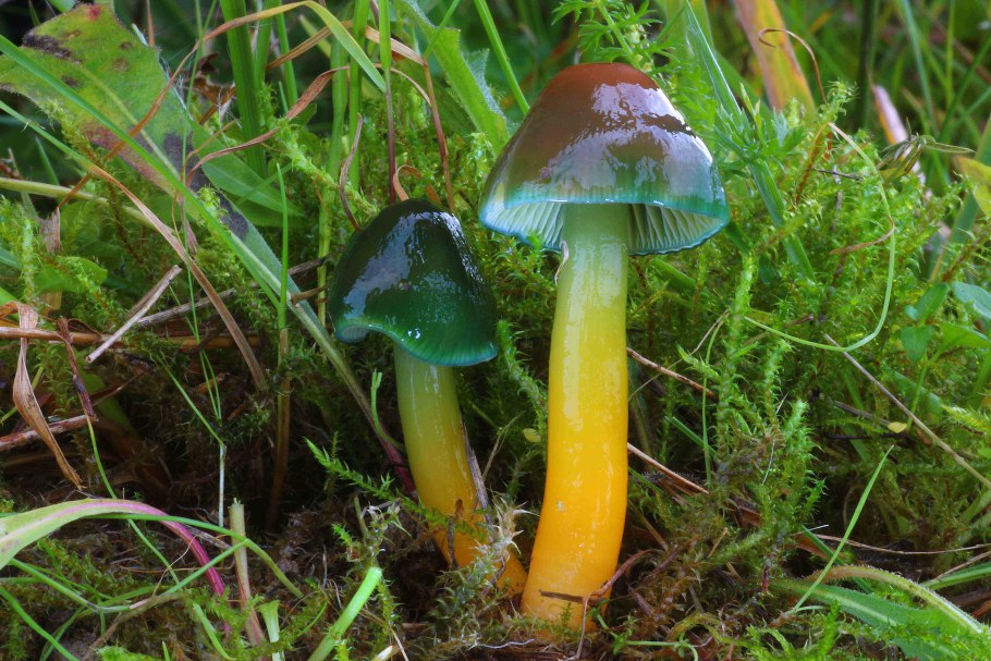 Hygrocybe psittacina