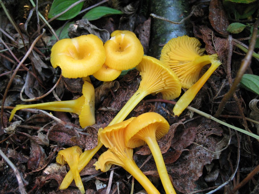 Гигроцибе виды