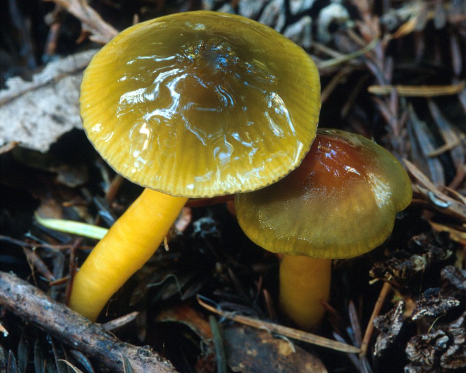 Hygrocybe psittacina