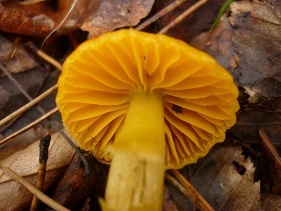 Гигрофор желтый