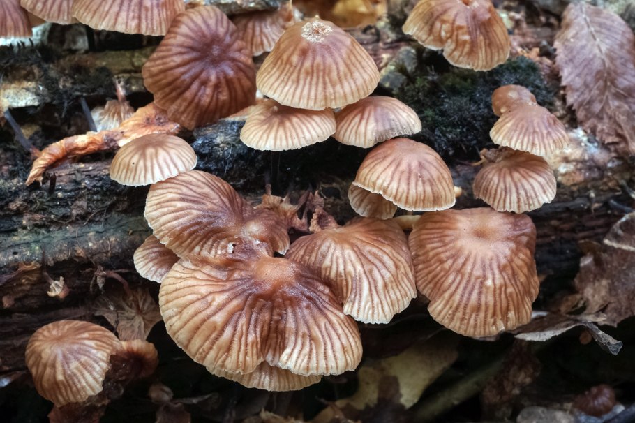 Гигроцибе пёстрая