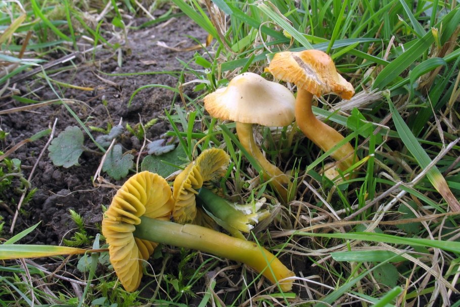 Гигроцибе пёстрая гриб