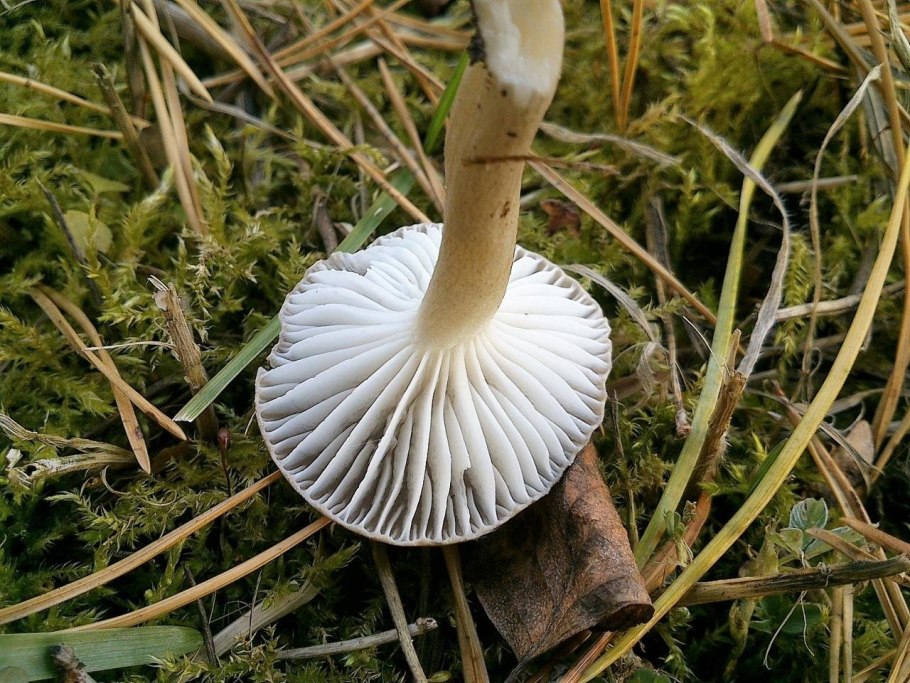 Гриб гигрофор пестрый