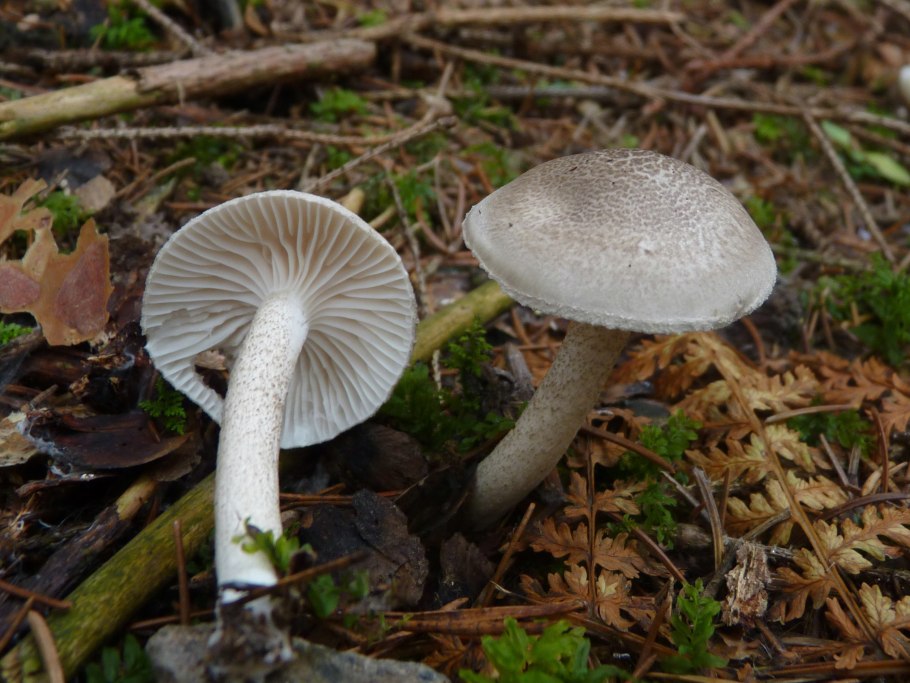 Hygrophorus pustulatus