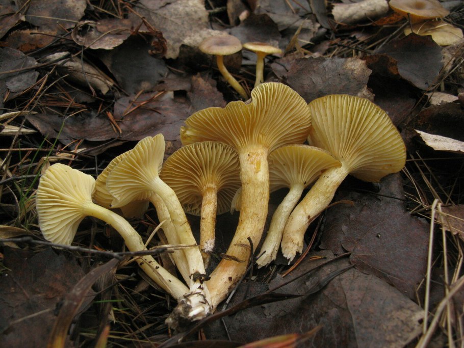 Гриб гигрофор Луговой