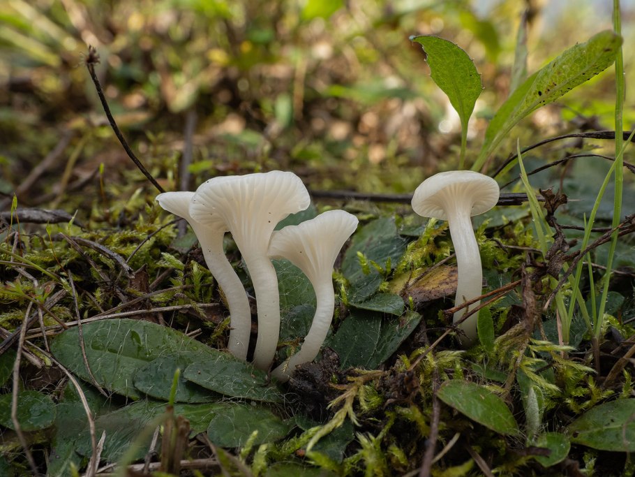 Cuphophyllus virgineus