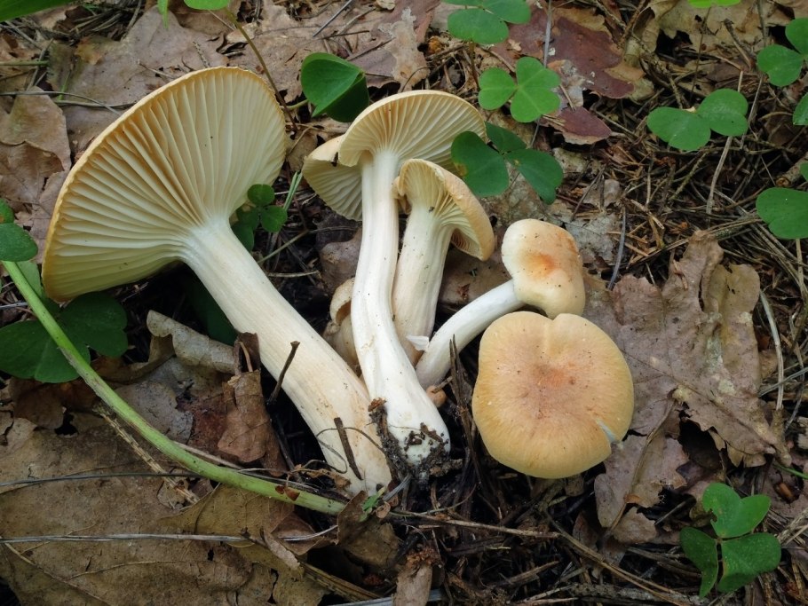 Гигрофор Дубравный