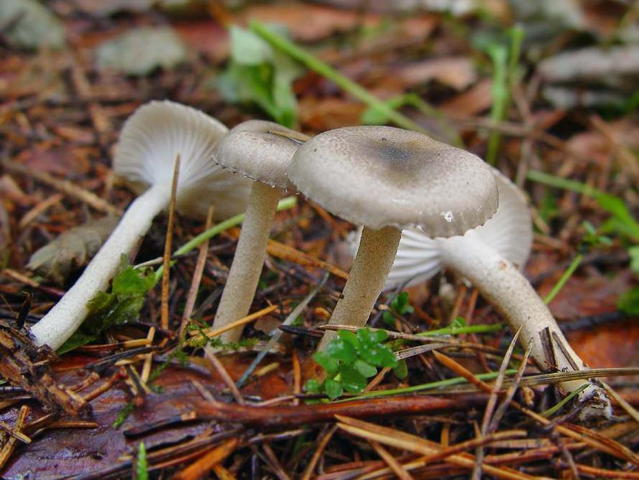 Hygrophorus pustulatus