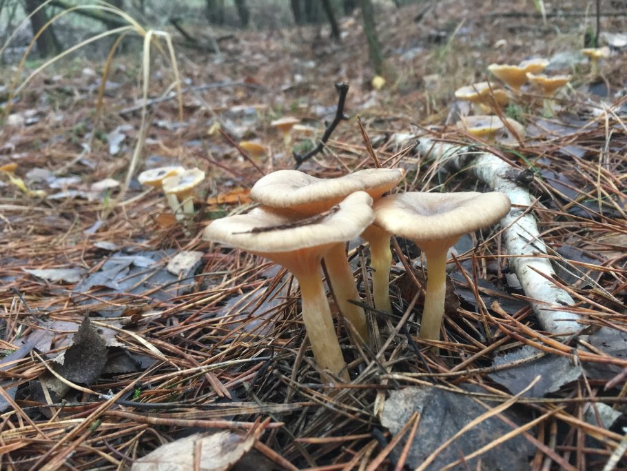 Гигроцибе пёстрая зеленая