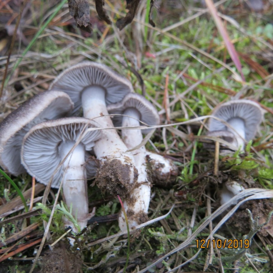 Псилоцибе строфария корончатая