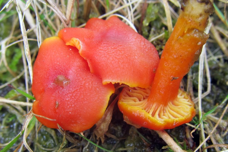Гигроцибе киноварно-красная (Hygrocybe miniata)