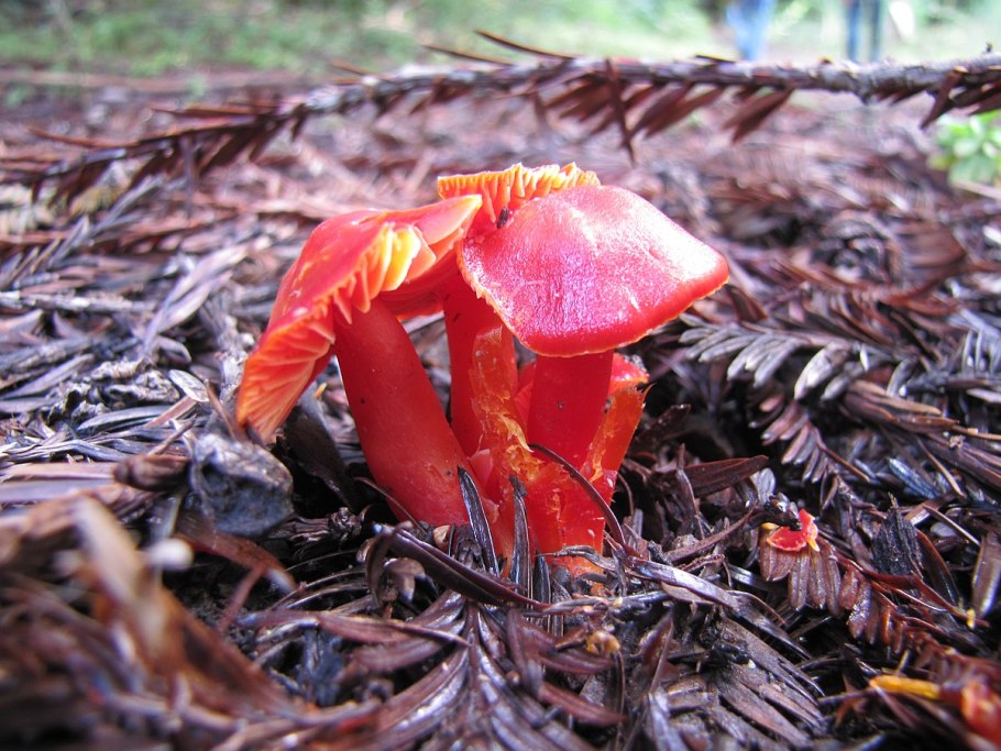 Гигроцибе красная