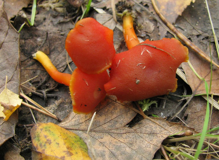 Гигроцибе киноварно-красная (Hygrocybe miniata)