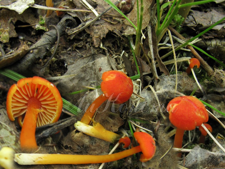 Гигроцибе Луговая