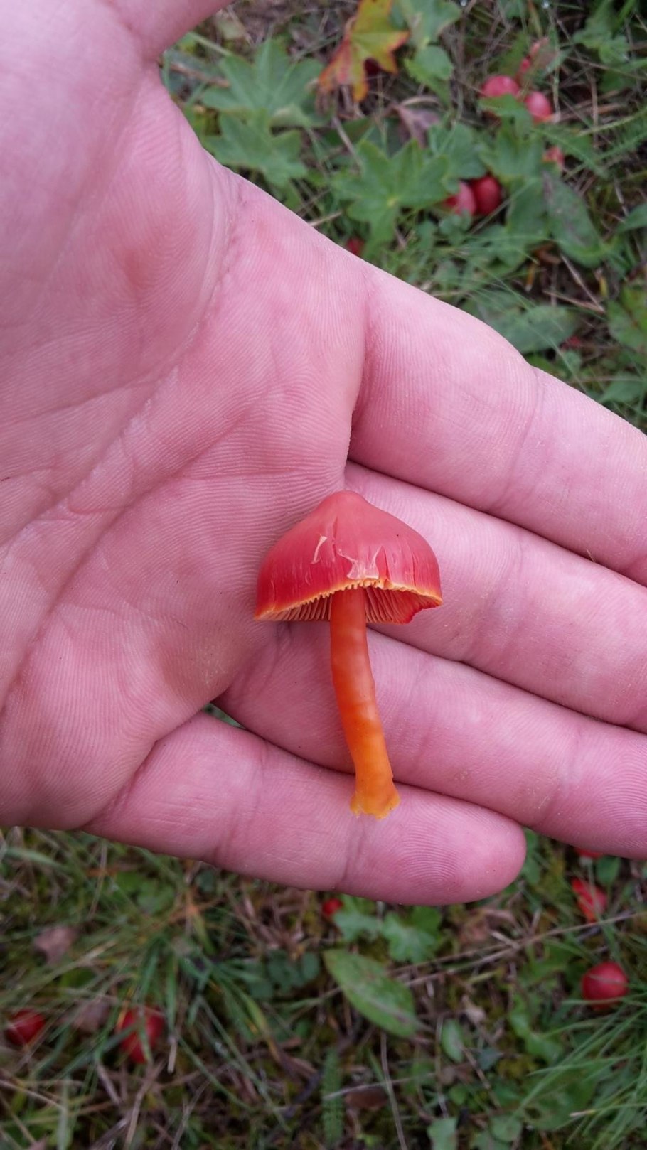 Гриб Гигроцибе киноварно-красная