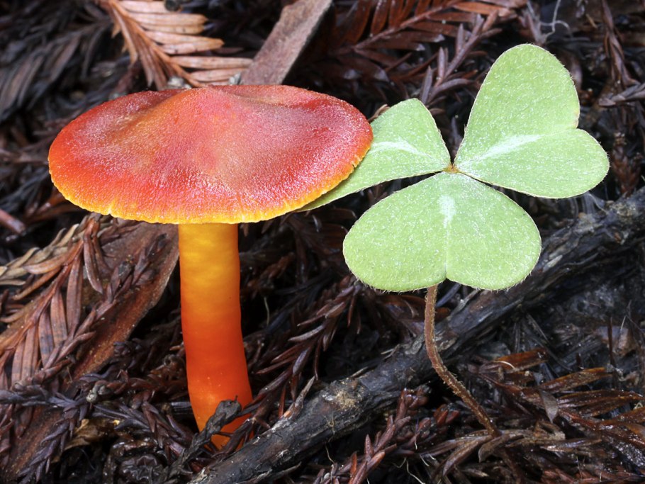 Hygrocybe coccinea
