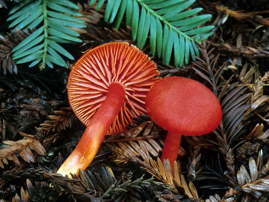 Гигроцибе (Hygrocybe)