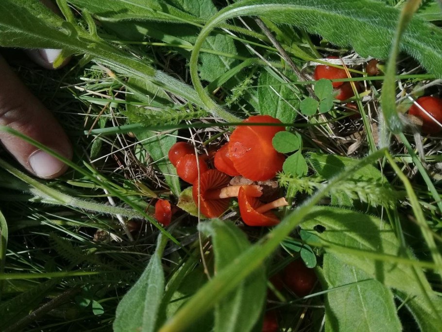 Гигроцибе лисичковая