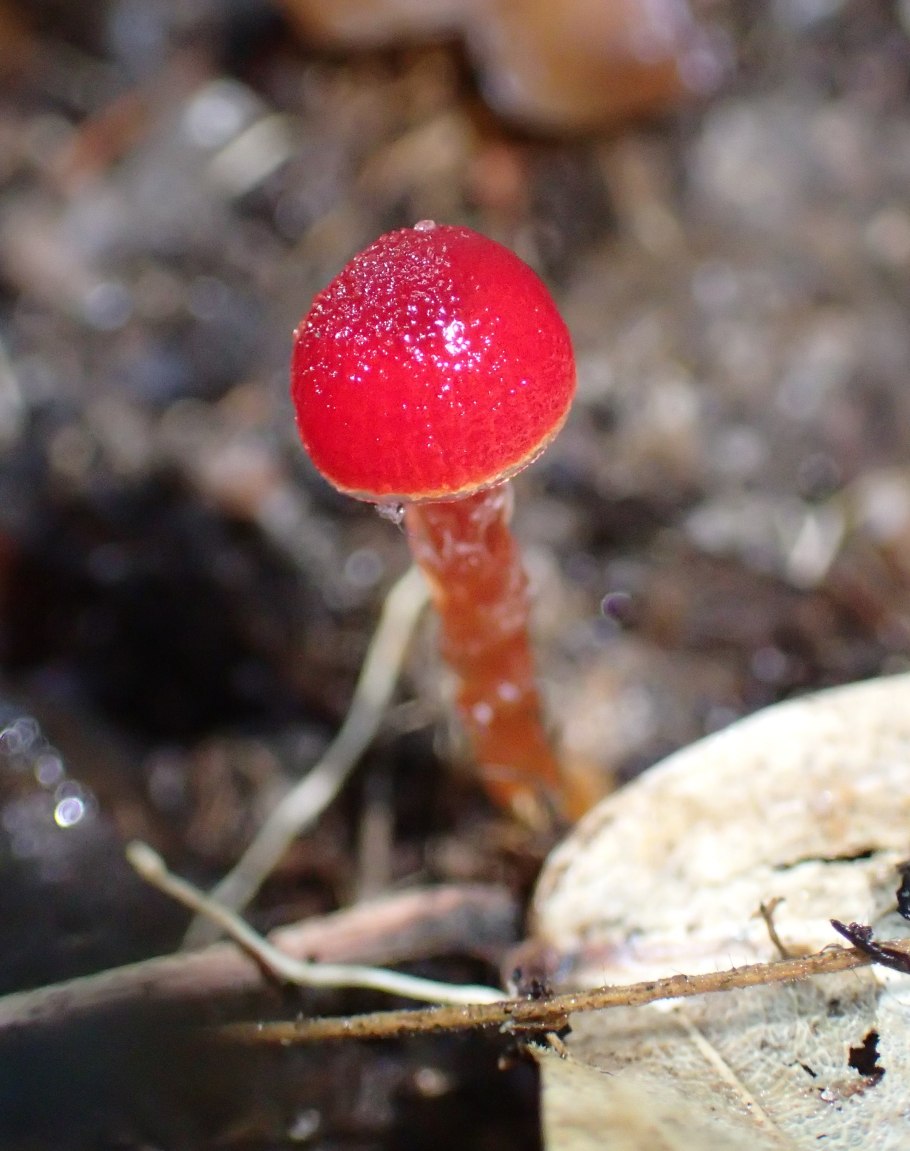 Hygrocybe coccineocrenata