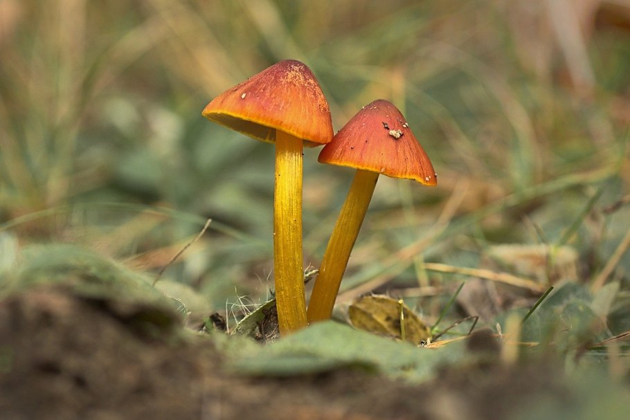 Гигроцибе коническая