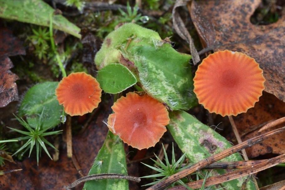 Гигроцибе киноварно-красная