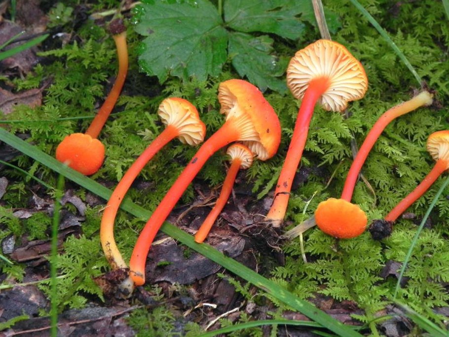 Hygrocybe splendidissima