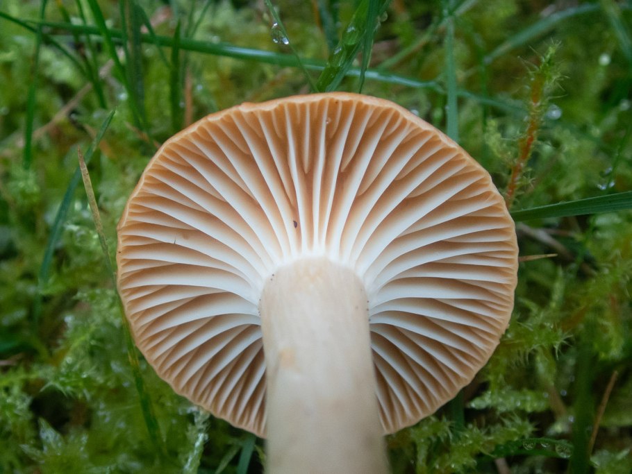 Crepidotus с оранжевыми пластинками