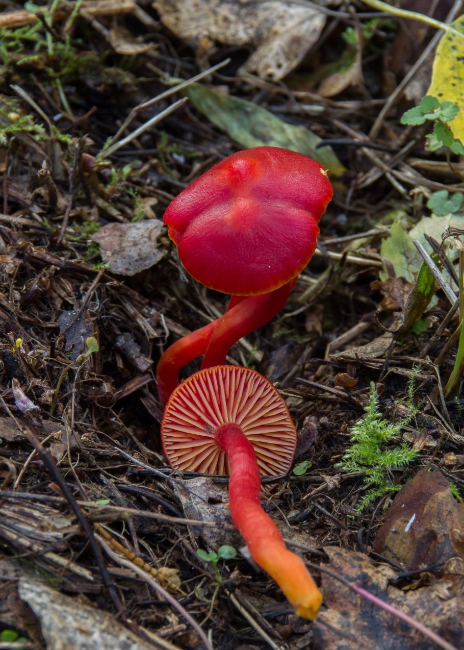 Hygrocybe coccinea