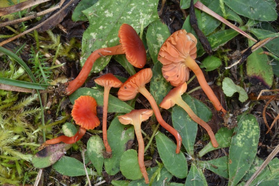 Hygrocybe cantharellus