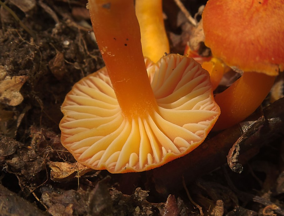 Гигроцибе (Hygrocybe)
