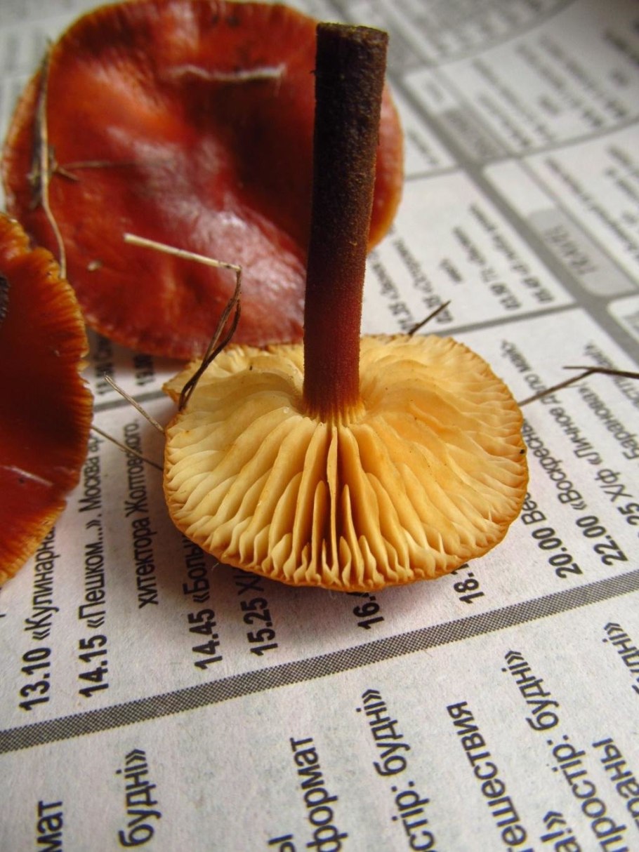 Гигроцибе корпиевая