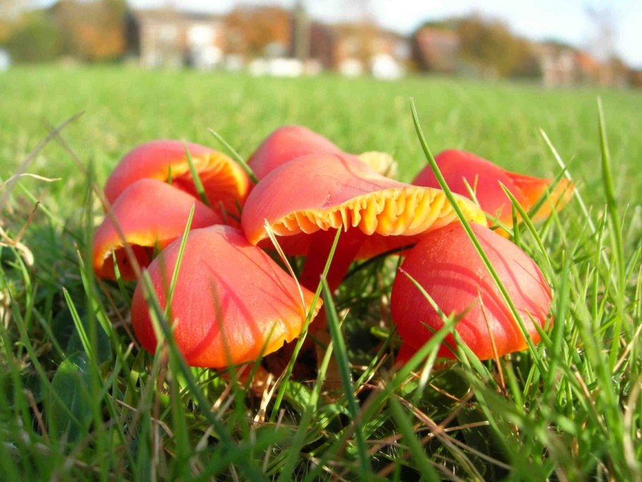 Красные грибы Гигроцибе