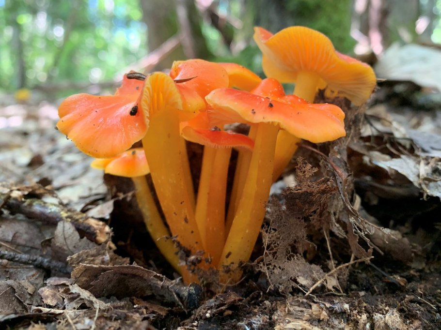 Псевдогигроцибе лисичковая