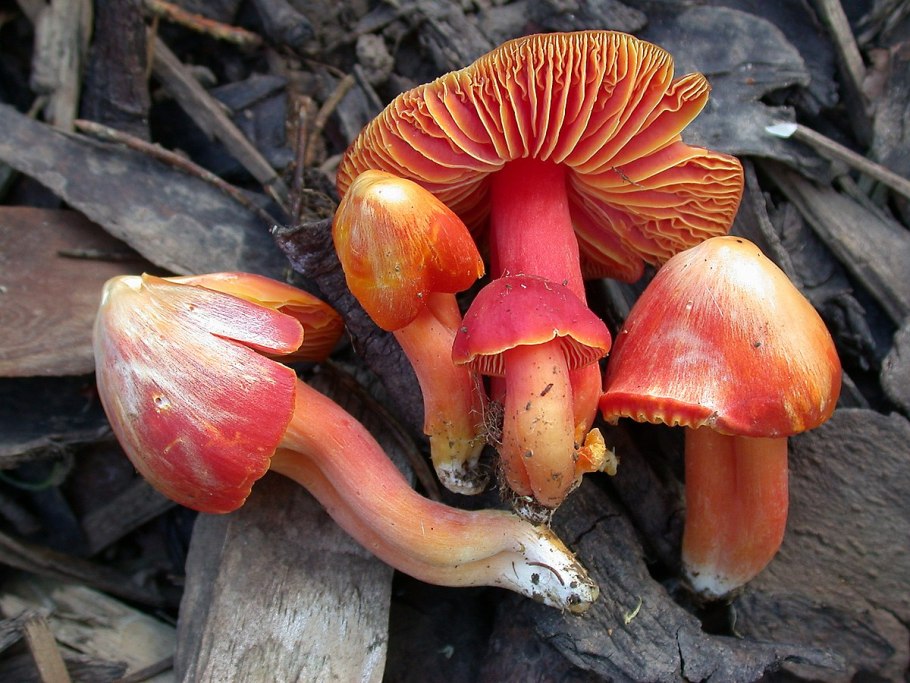 Гигроцибе пёстрая (Hygrocybe psittacina)