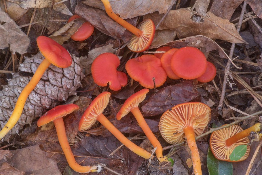 Гигроцибе Багряная