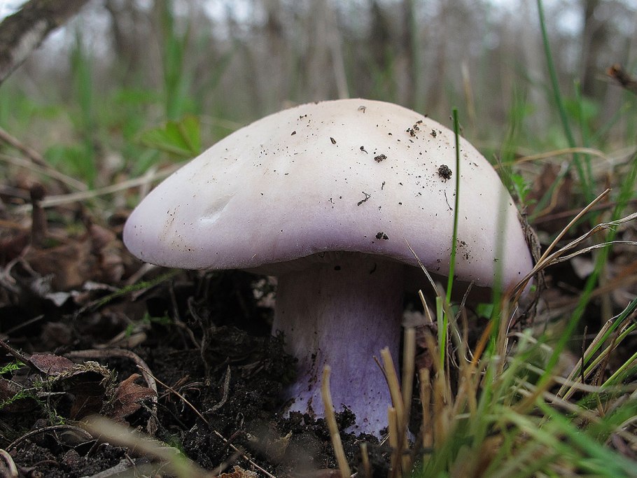 Рядовка синеножка