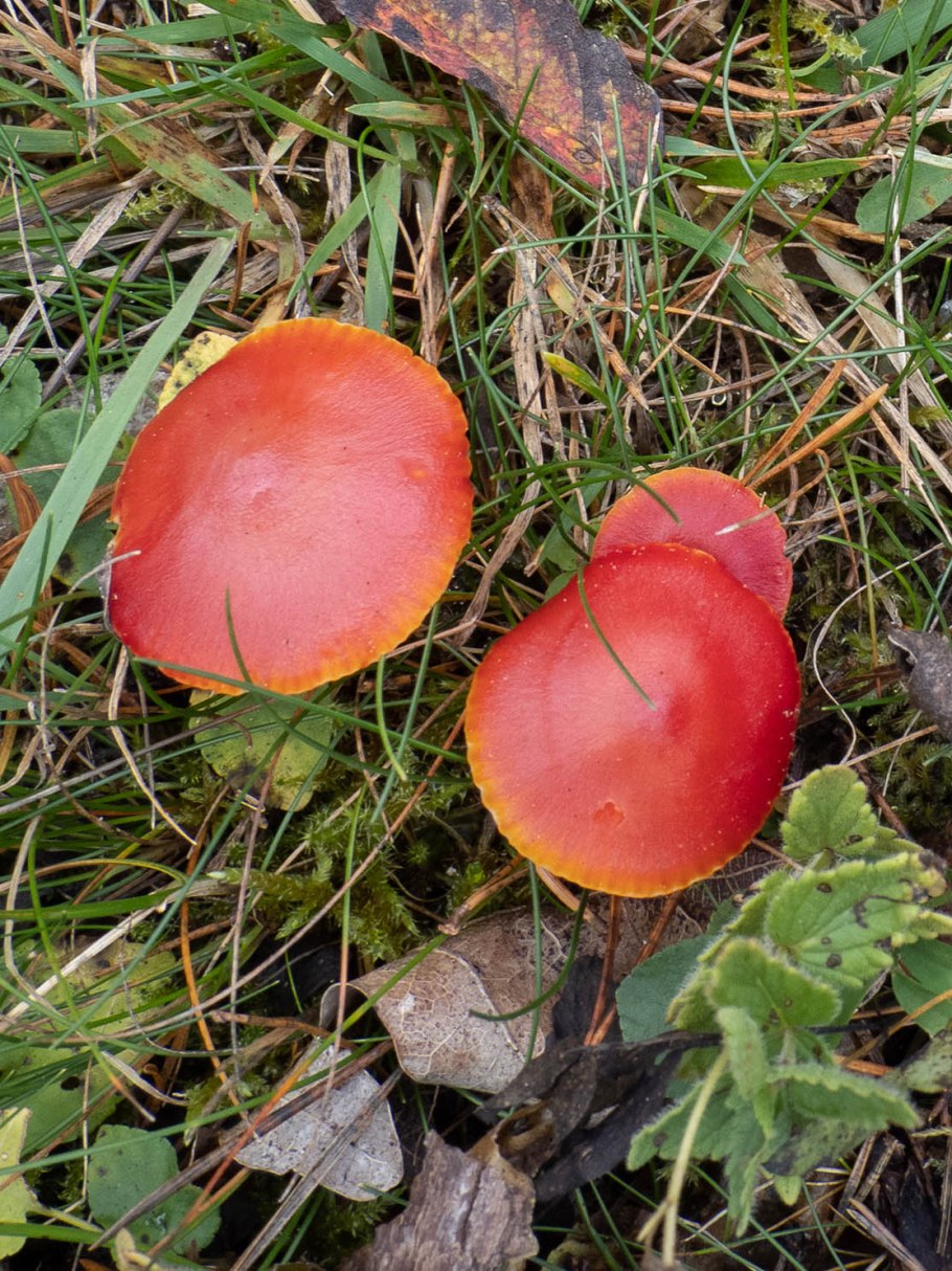 Гигроцибе красная